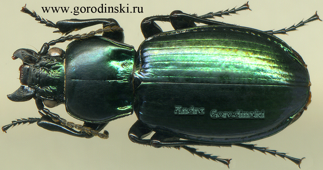 http://www.gorodinski.ru/carabidae/Trigonognatha delavayi.jpg